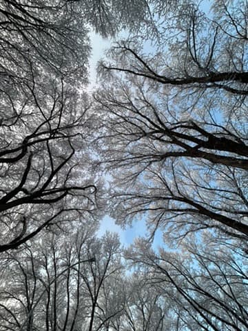 Cinematic mountain stillness — six reflexes the brain runs when pain shows up