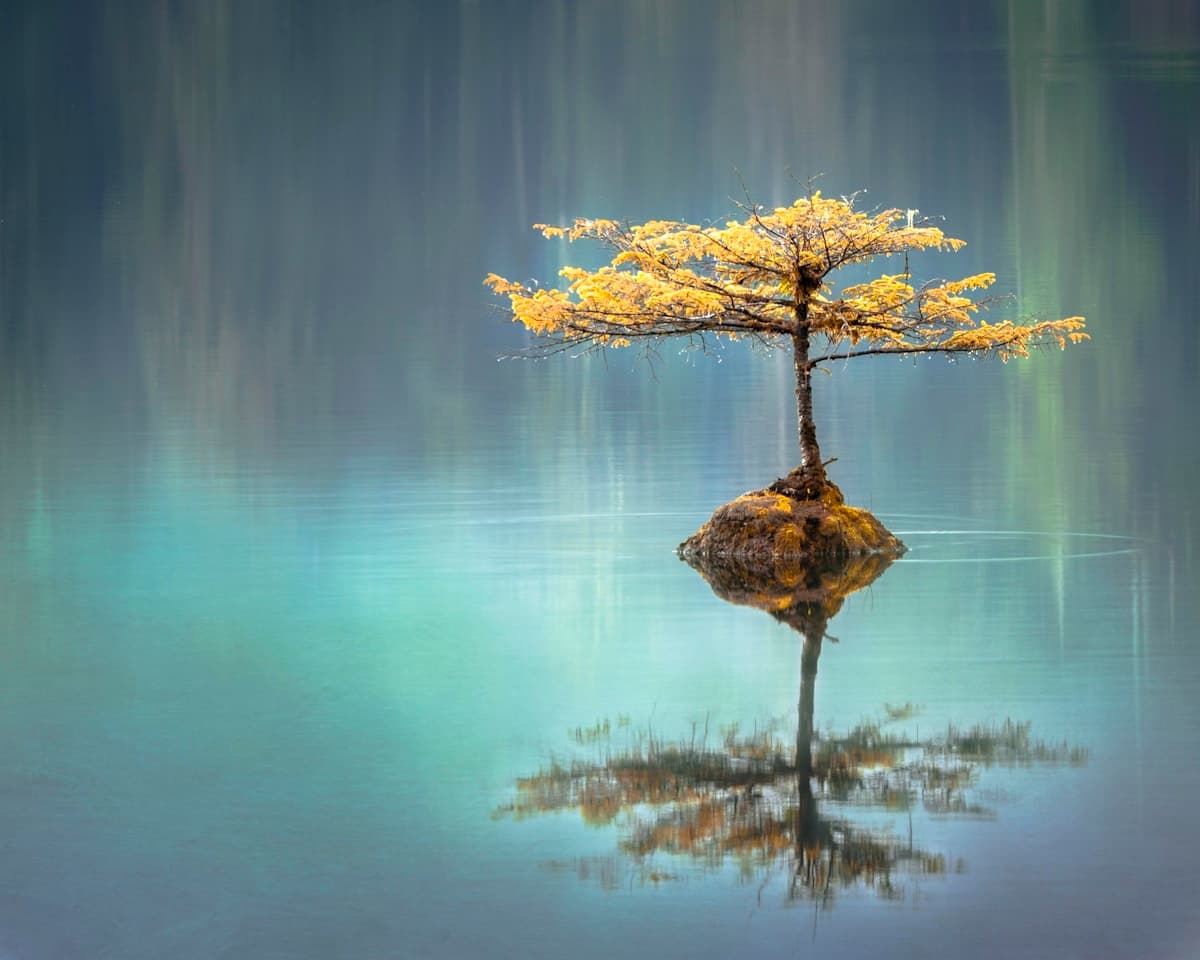 Neuroplastic Pain Institute – the solid self, people-pleasing and chronic pain