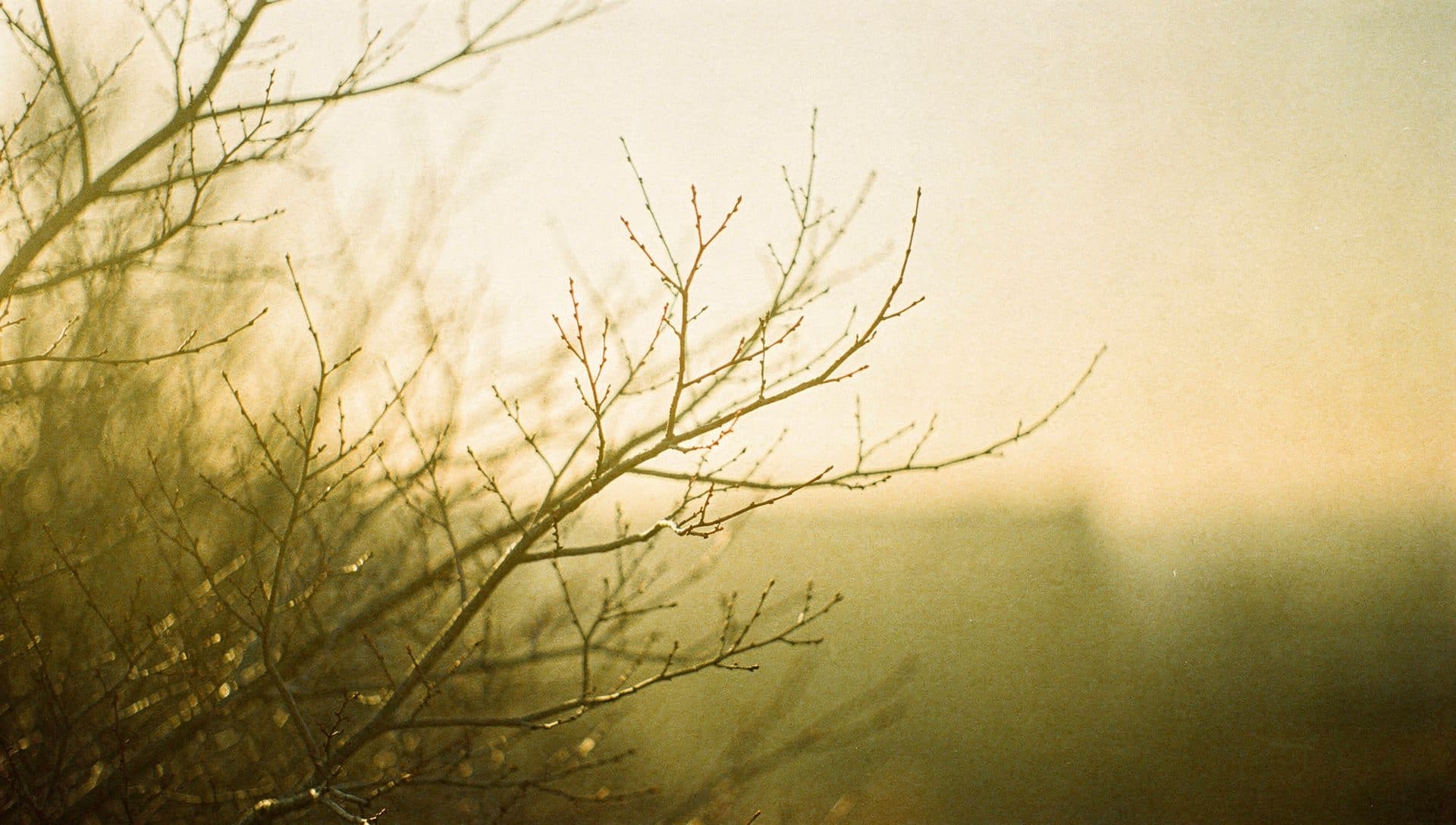 Delicate neural-like branches in warm light — the patterns the brain runs on repeat